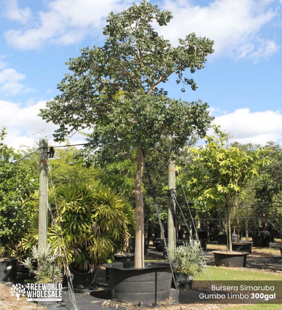 bursera-simaruba-gumbo-limbo