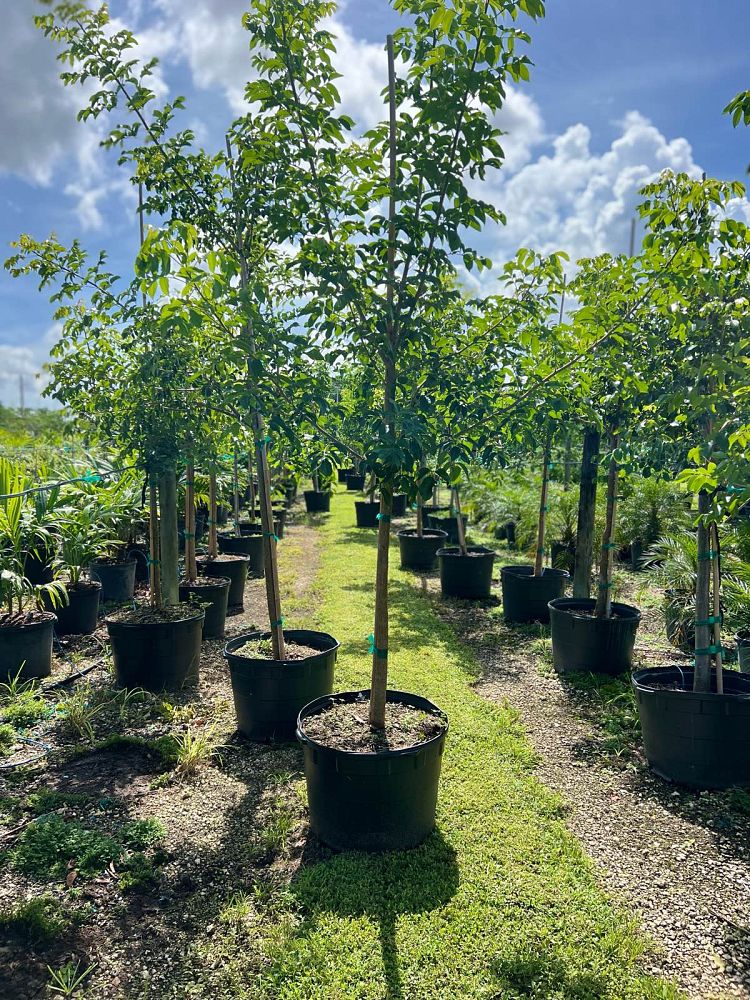 bursera-simaruba-gumbo-limbo
