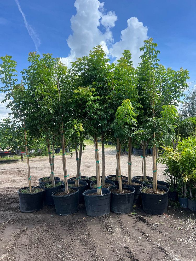 bursera-simaruba-gumbo-limbo