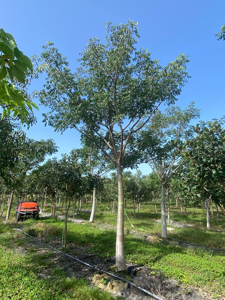 bursera-simaruba-gumbo-limbo