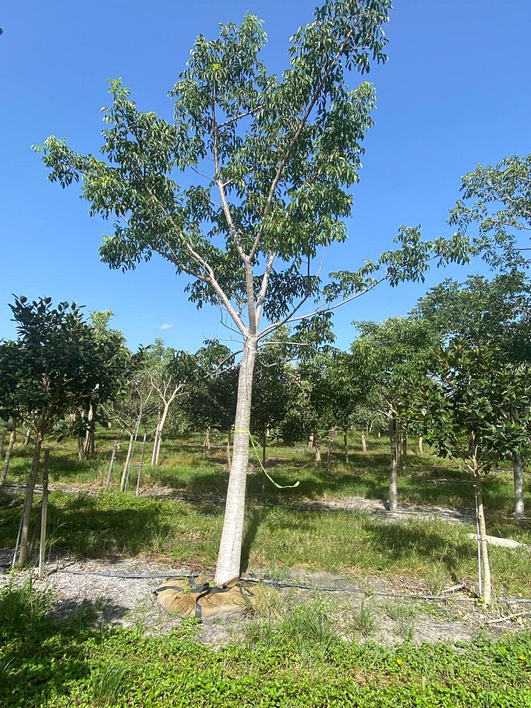 bursera-simaruba-gumbo-limbo