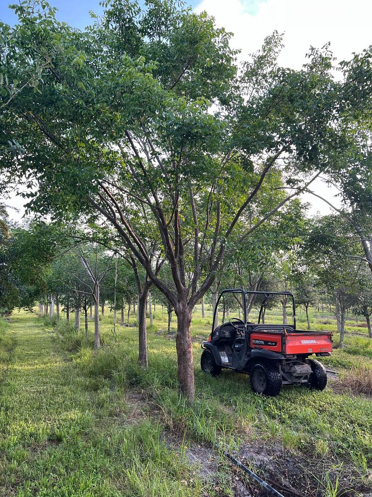 bursera-simaruba-gumbo-limbo