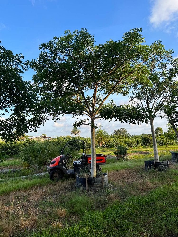 bursera-simaruba-gumbo-limbo