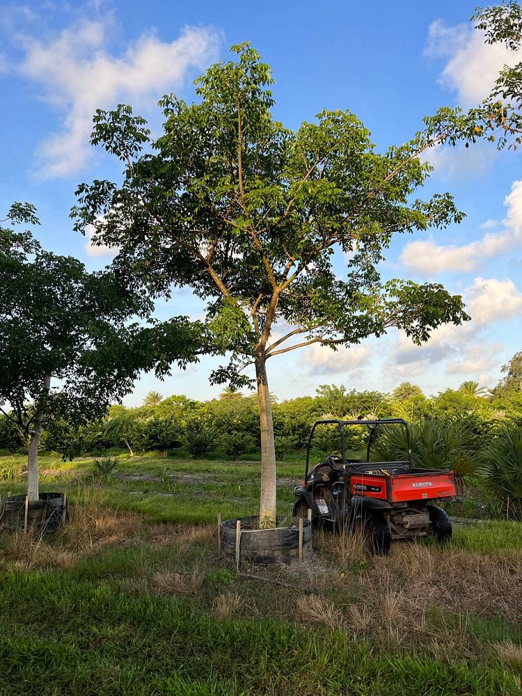 bursera-simaruba-gumbo-limbo