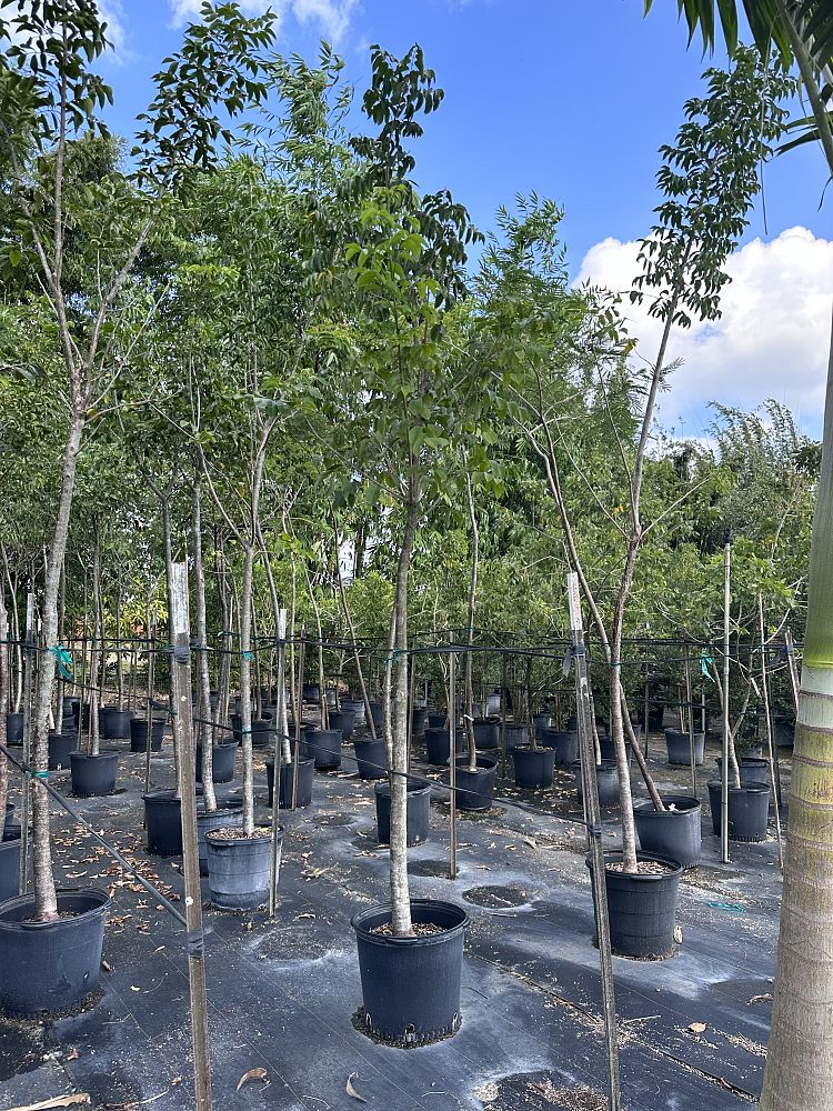 bursera-simaruba-gumbo-limbo