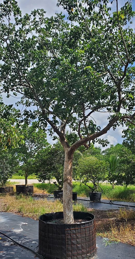 bursera-simaruba-gumbo-limbo