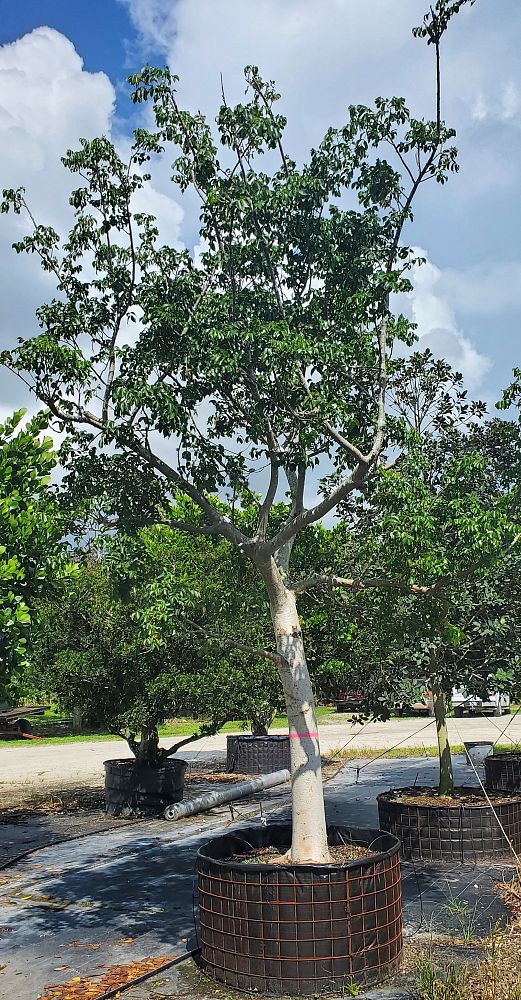 bursera-simaruba-gumbo-limbo