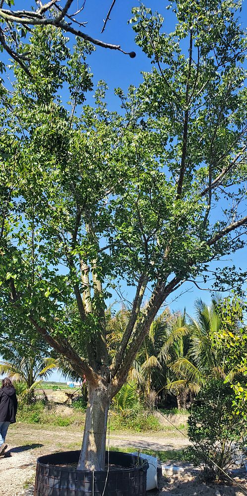 bursera-simaruba-gumbo-limbo