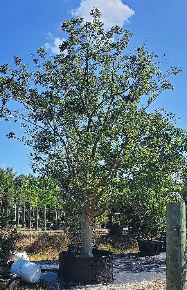 bursera-simaruba-gumbo-limbo