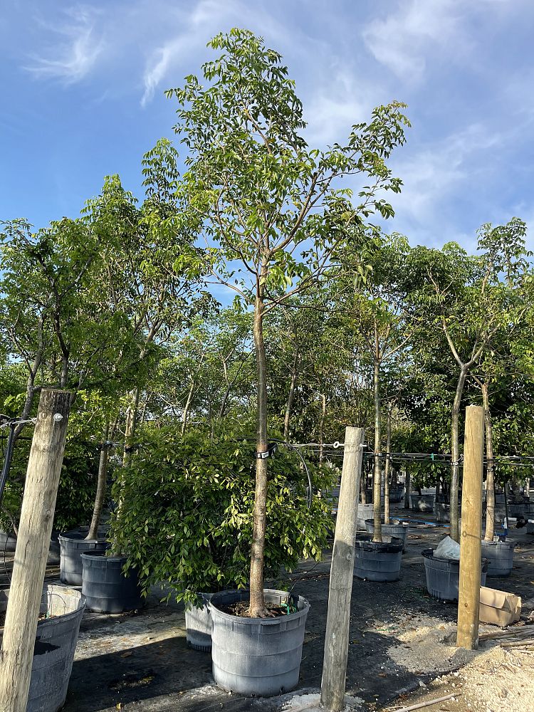 bursera-simaruba-gumbo-limbo
