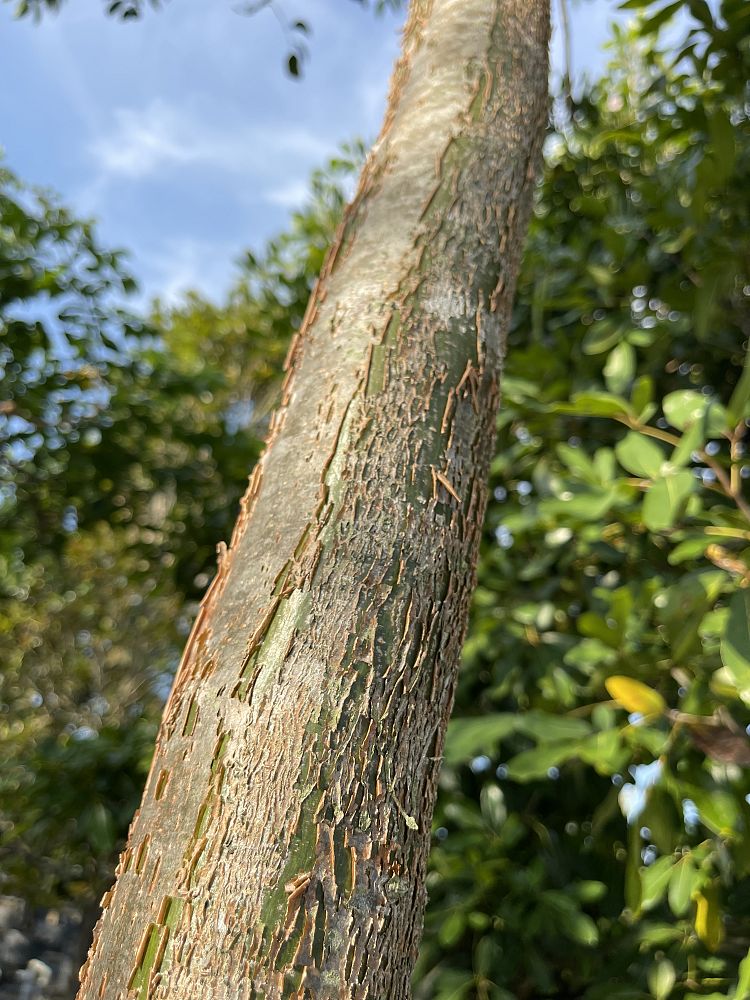 bursera-simaruba-gumbo-limbo