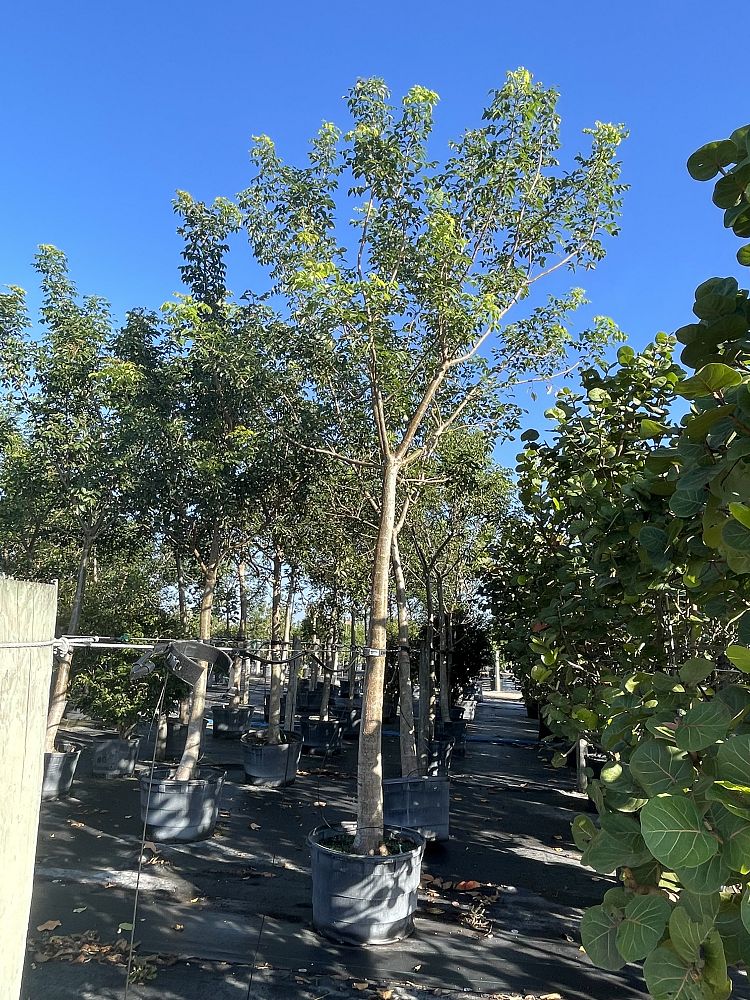 bursera-simaruba-gumbo-limbo