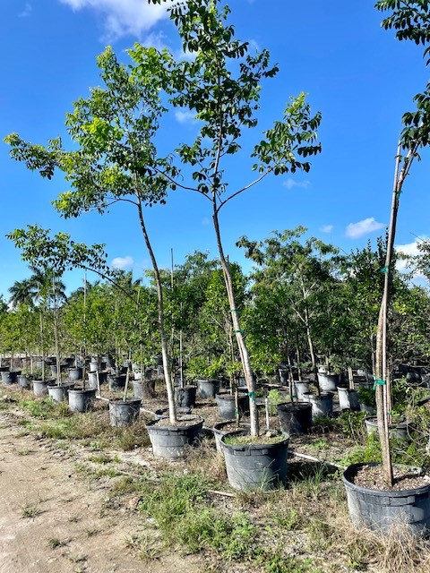 bursera-simaruba-gumbo-limbo