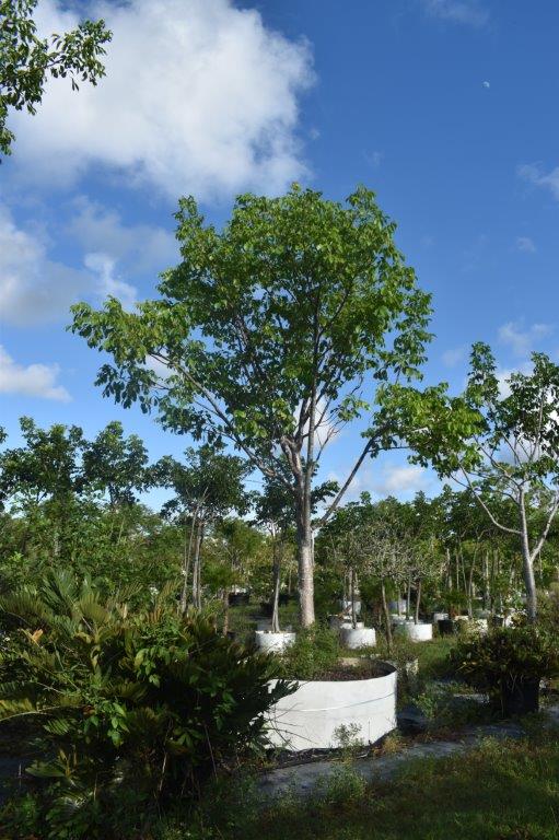 bursera-simaruba-gumbo-limbo