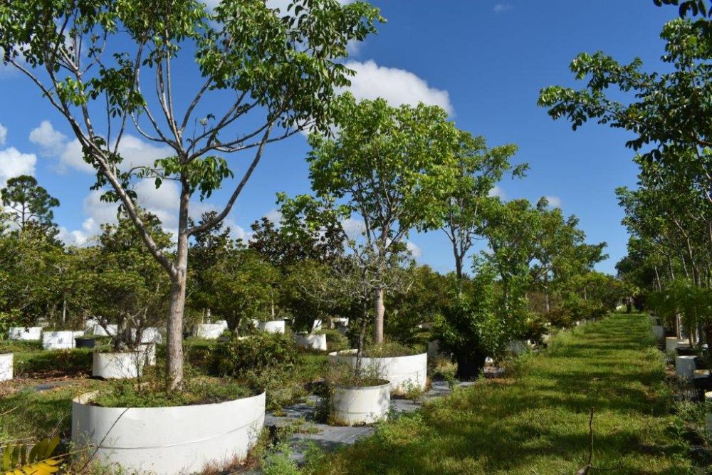 bursera-simaruba-gumbo-limbo
