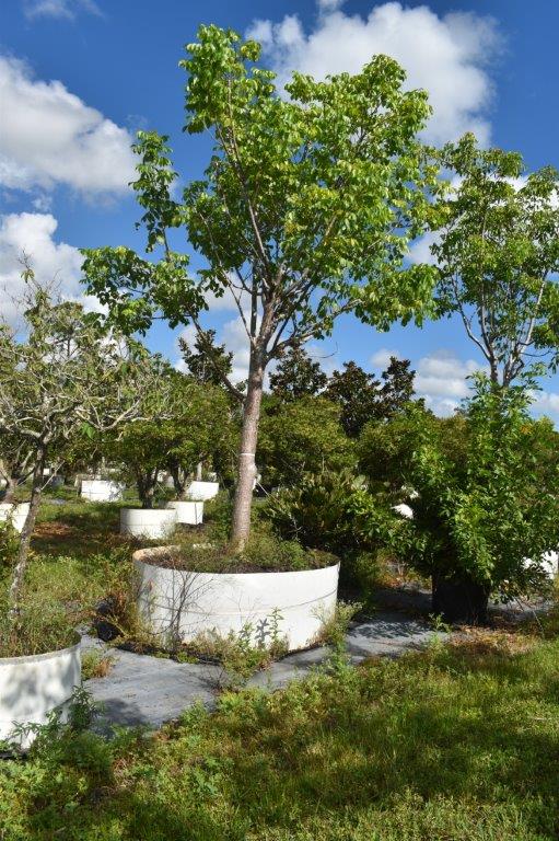 bursera-simaruba-gumbo-limbo