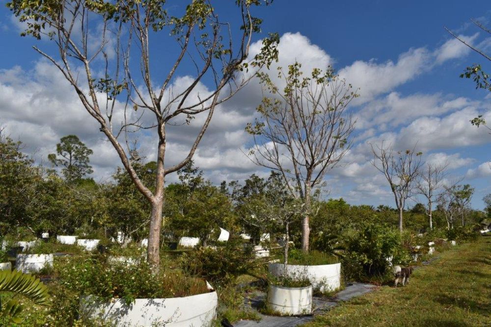 bursera-simaruba-gumbo-limbo