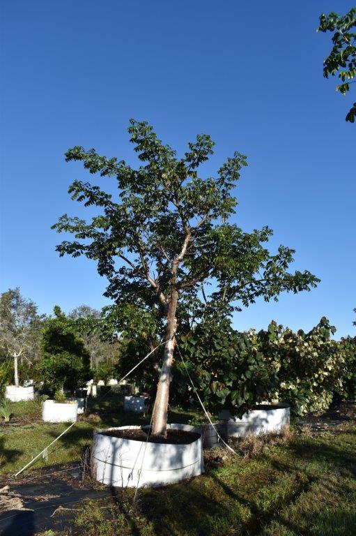 bursera-simaruba-gumbo-limbo