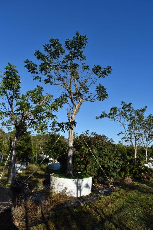 bursera-simaruba-gumbo-limbo