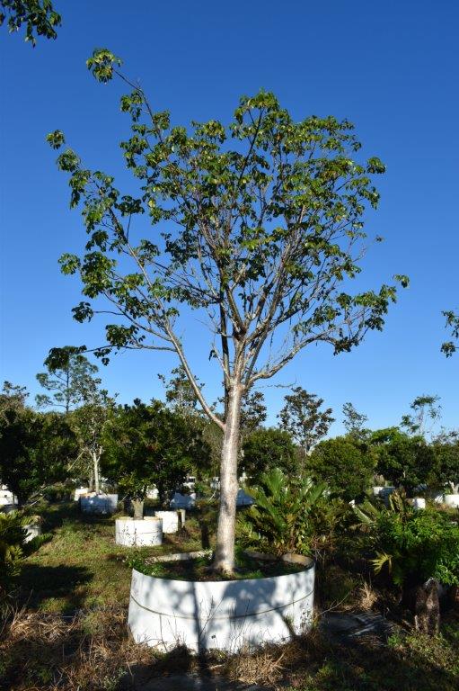 bursera-simaruba-gumbo-limbo
