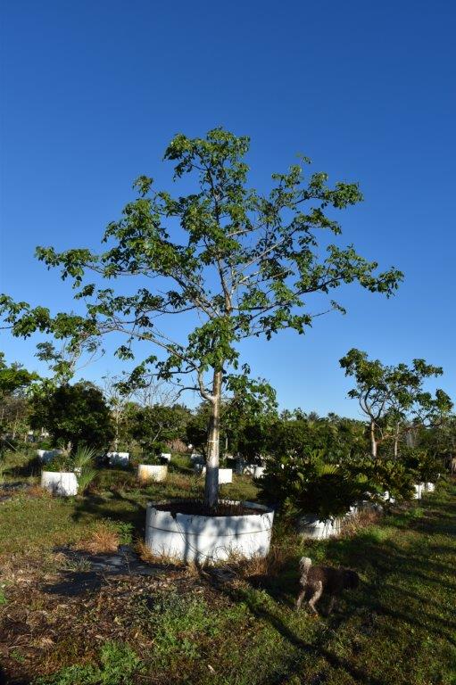 bursera-simaruba-gumbo-limbo