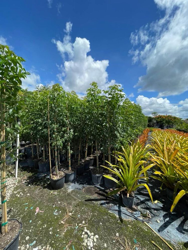 bursera-simaruba-gumbo-limbo