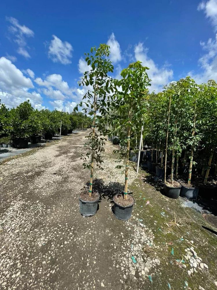 bursera-simaruba-gumbo-limbo