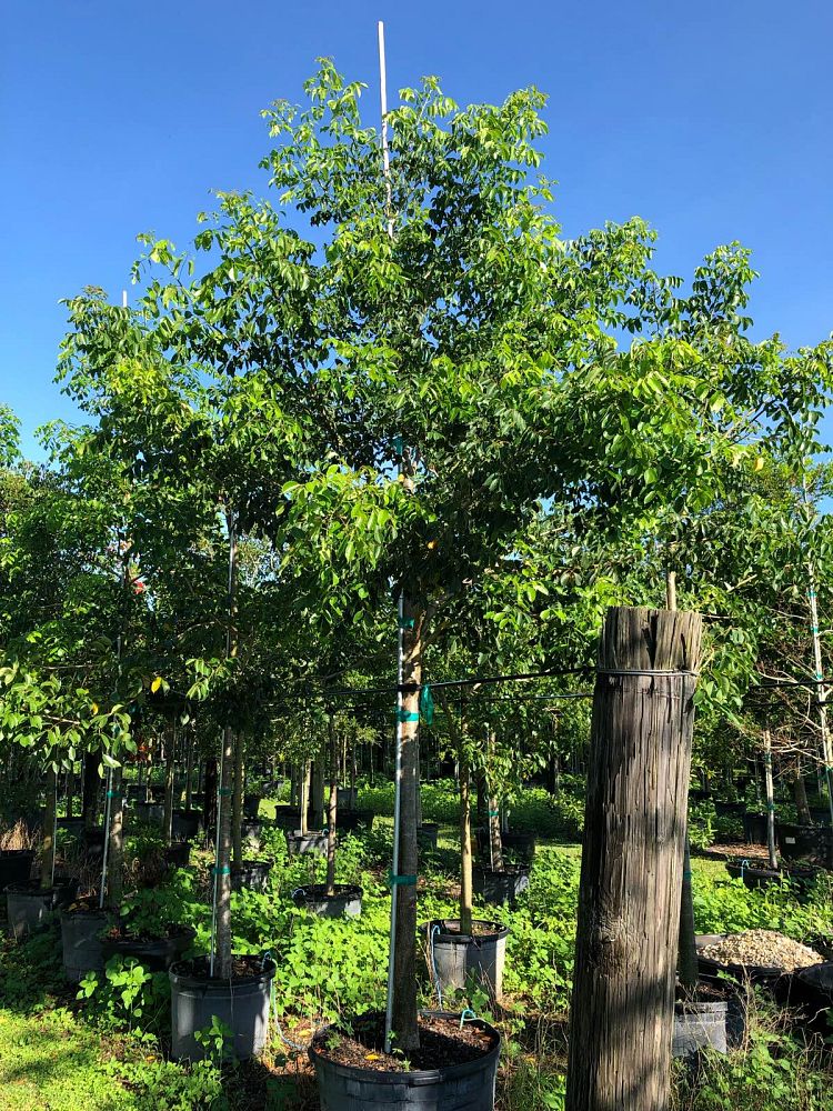 bursera-simaruba-gumbo-limbo