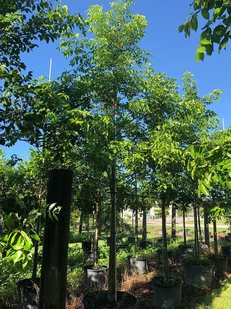 bursera-simaruba-gumbo-limbo