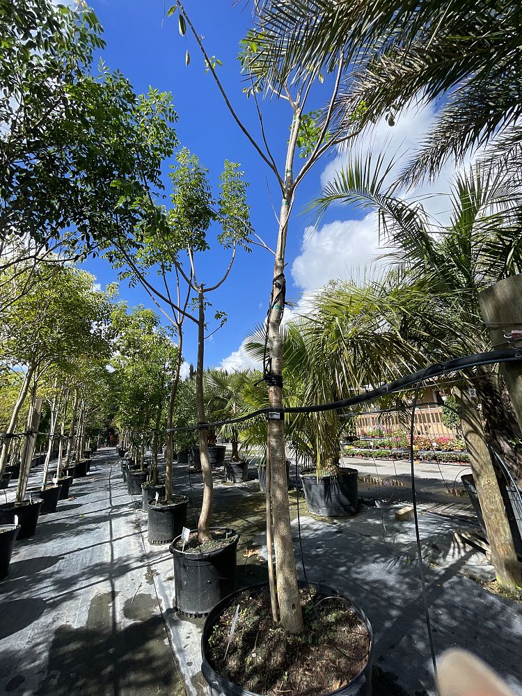 bursera-simaruba-gumbo-limbo