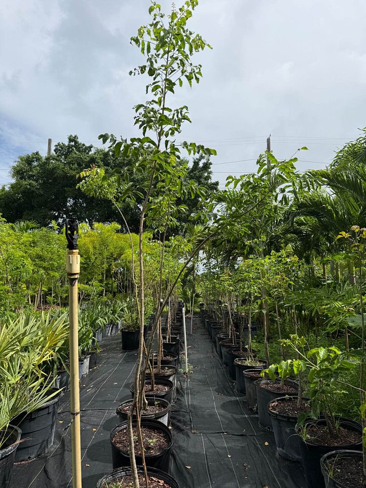 bursera-simaruba-gumbo-limbo
