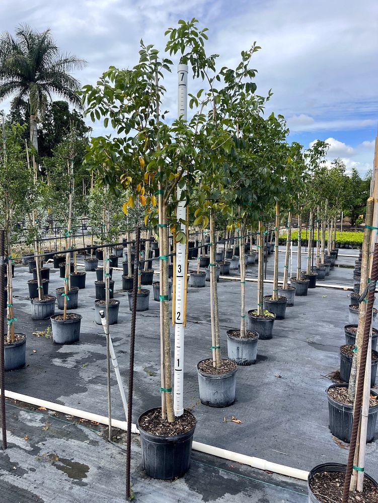 bursera-simaruba-gumbo-limbo