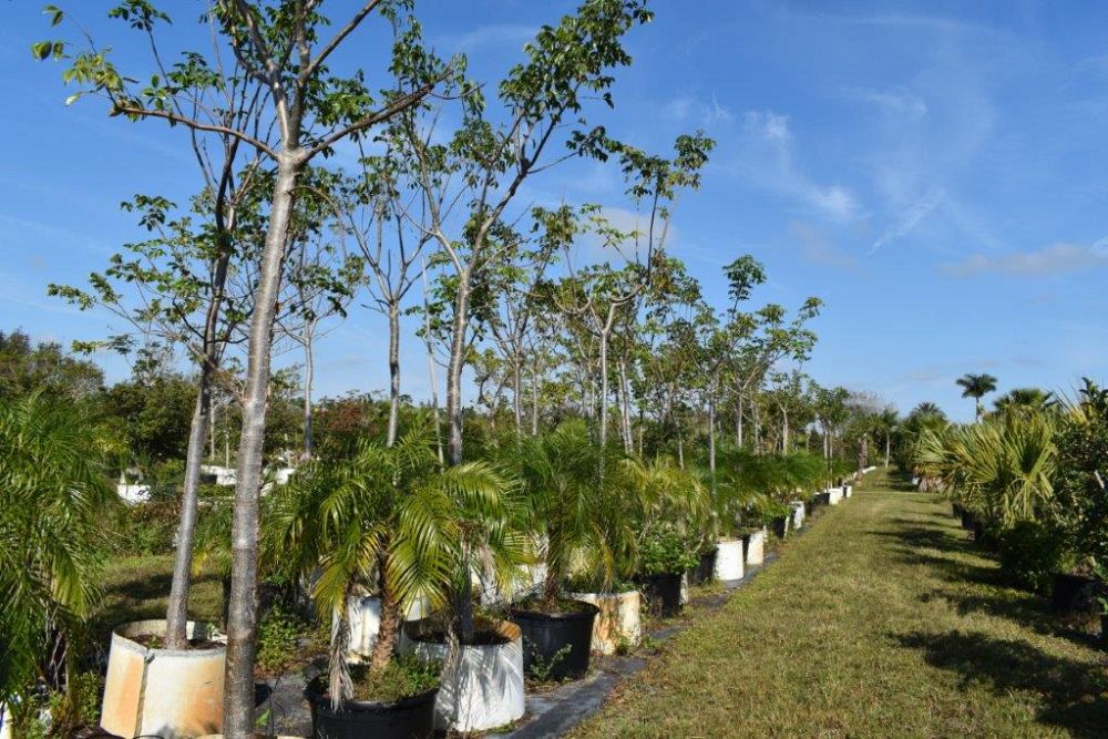 bursera-simaruba-gumbo-limbo