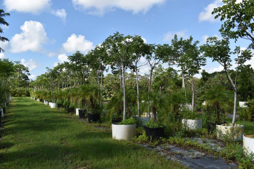 bursera-simaruba-gumbo-limbo