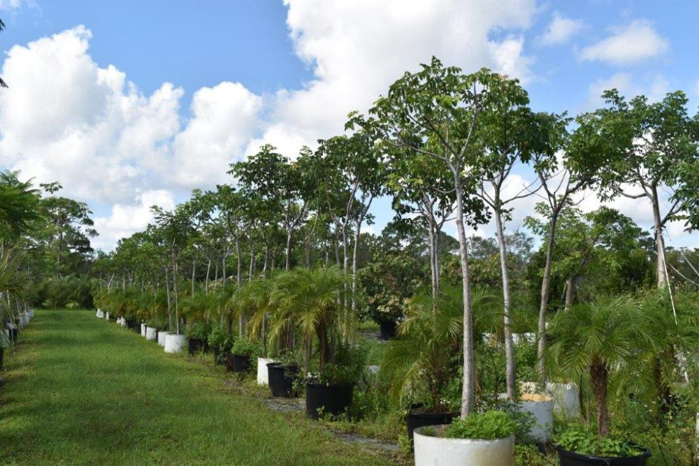 bursera-simaruba-gumbo-limbo