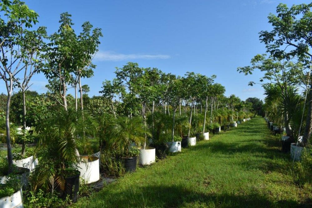 bursera-simaruba-gumbo-limbo