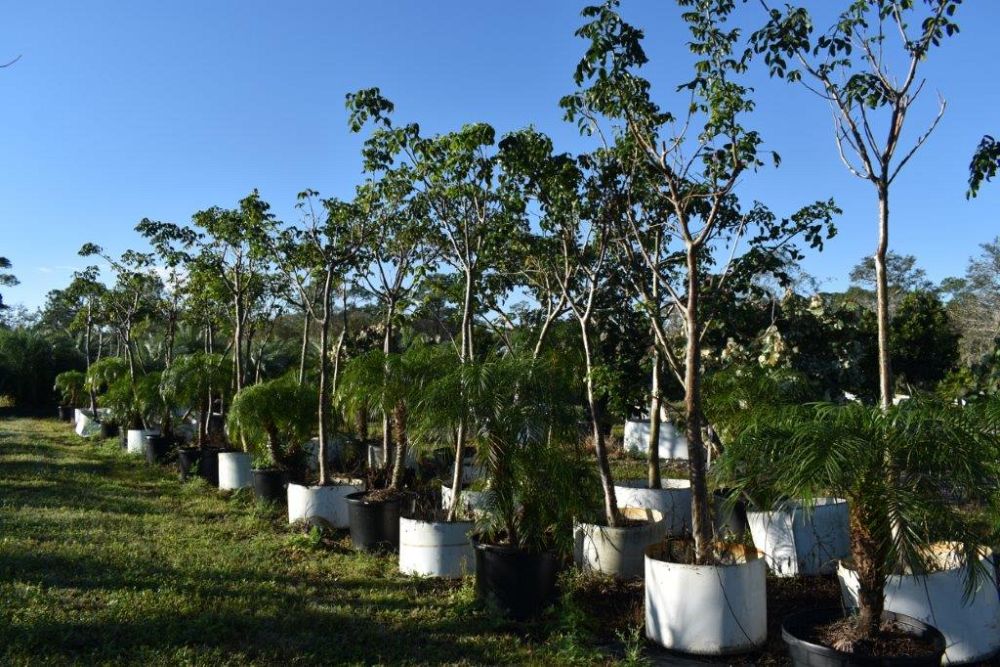 bursera-simaruba-gumbo-limbo