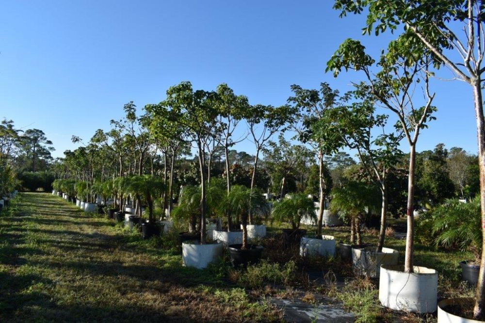 bursera-simaruba-gumbo-limbo