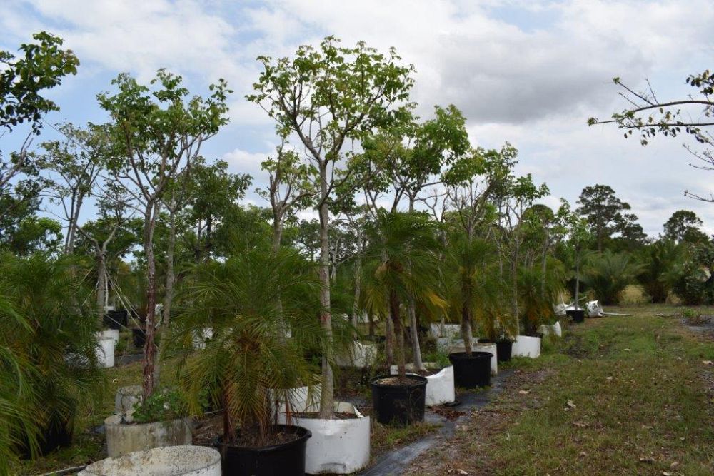 bursera-simaruba-gumbo-limbo
