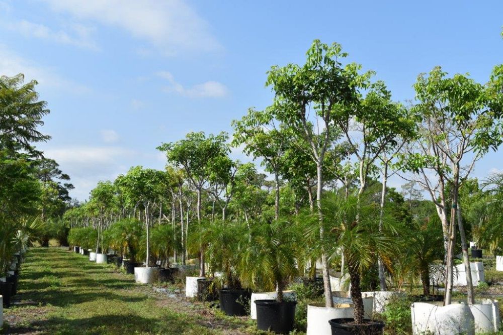 bursera-simaruba-gumbo-limbo