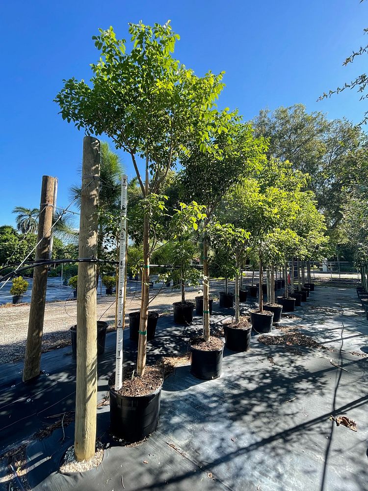 bursera-simaruba-gumbo-limbo