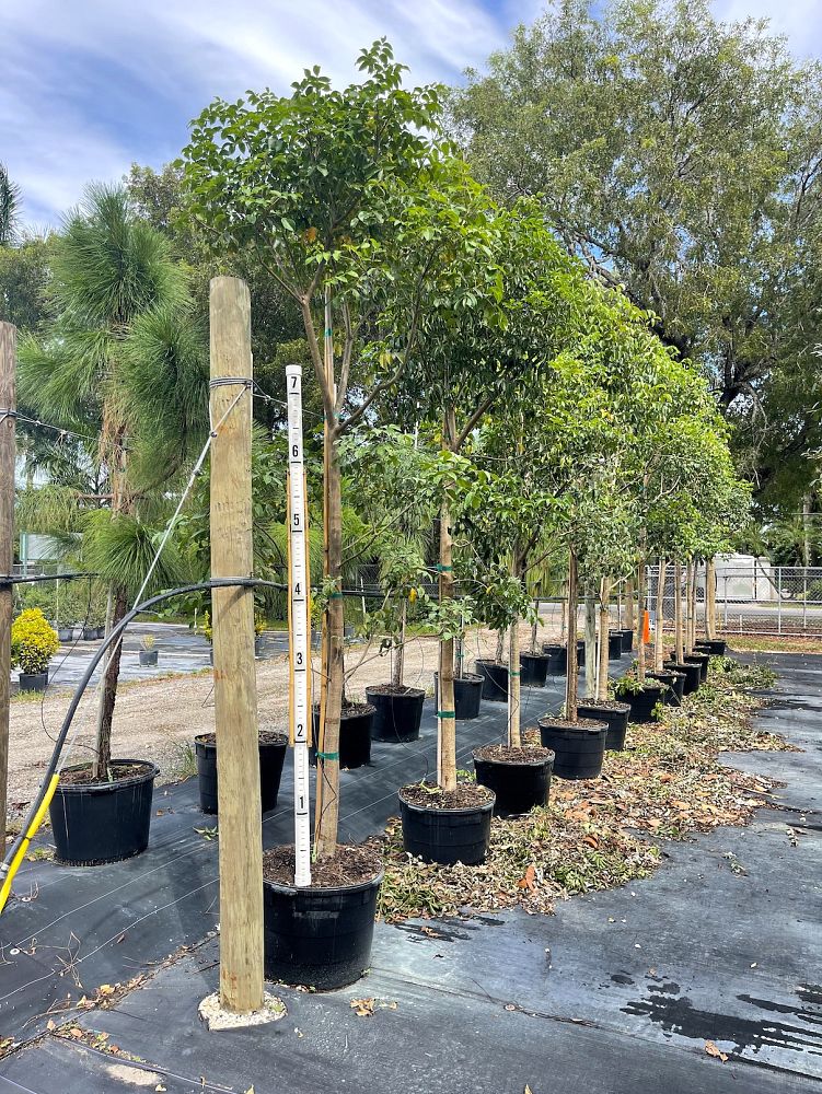 bursera-simaruba-gumbo-limbo