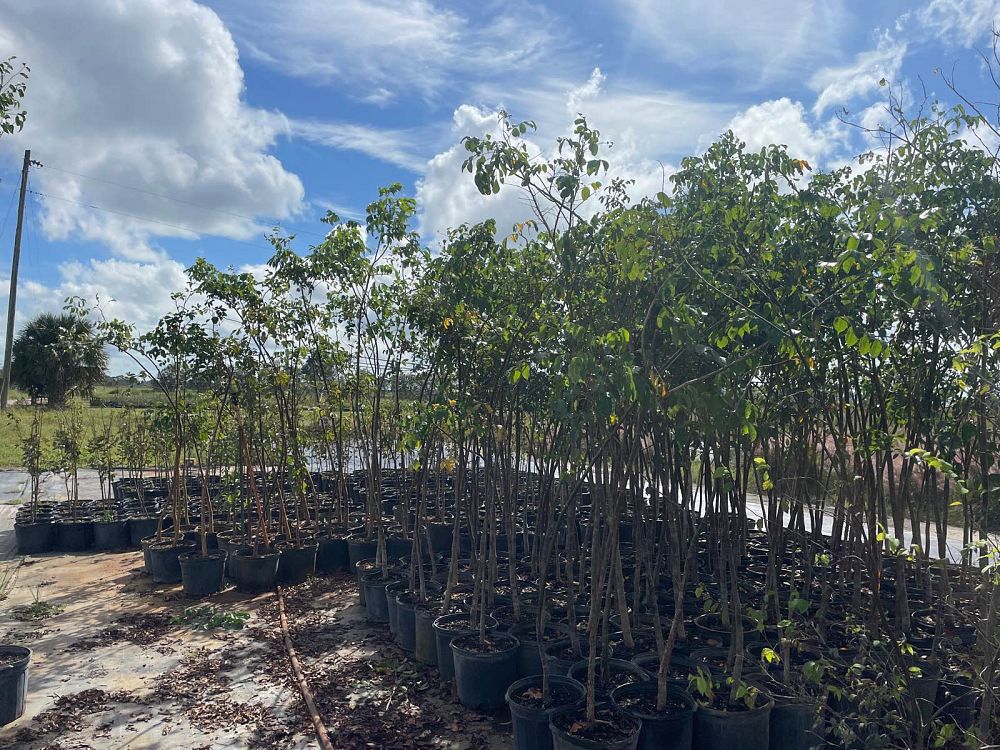 bursera-simaruba-gumbo-limbo