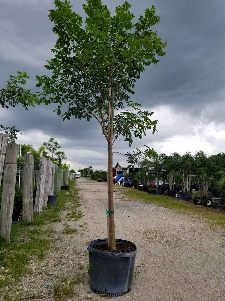 bursera-simaruba-gumbo-limbo
