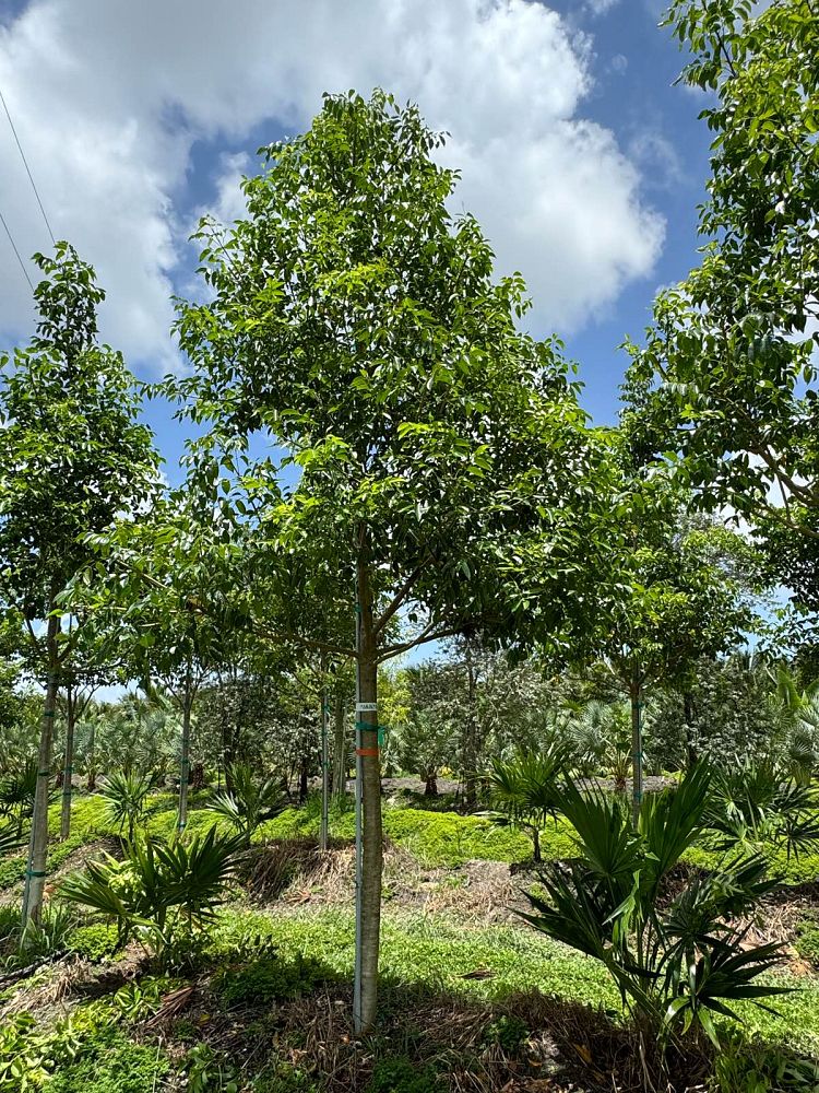bursera-simaruba-gumbo-limbo