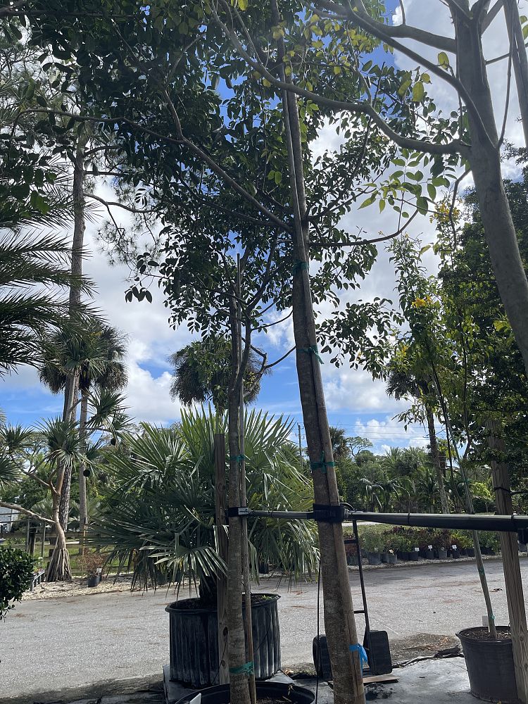 bursera-simaruba-gumbo-limbo