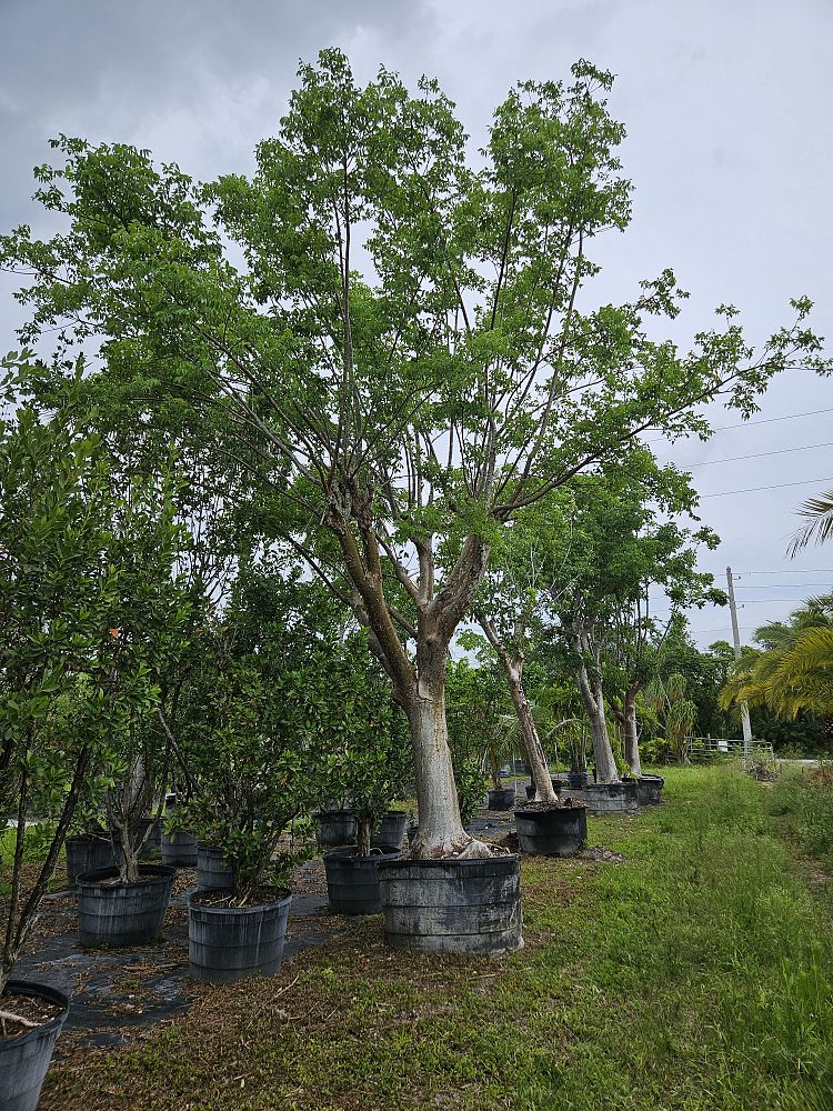 bursera-simaruba-gumbo-limbo