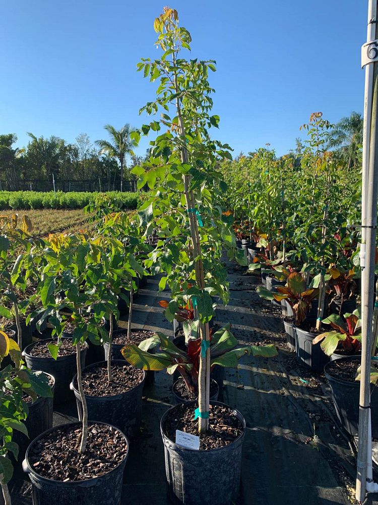 bursera-simaruba-gumbo-limbo