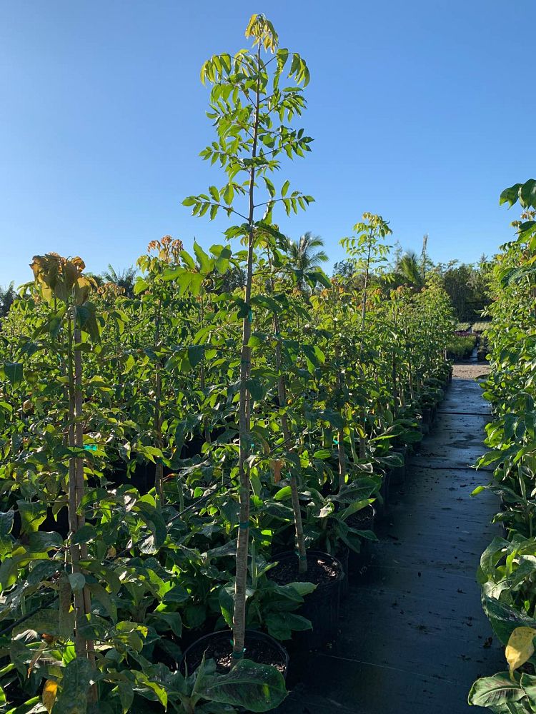 bursera-simaruba-gumbo-limbo