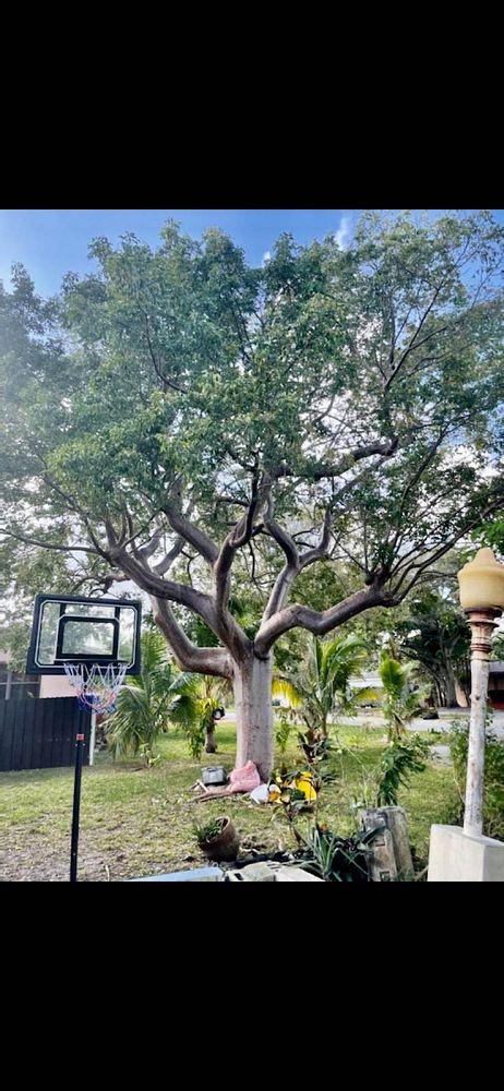 bursera-simaruba-gumbo-limbo